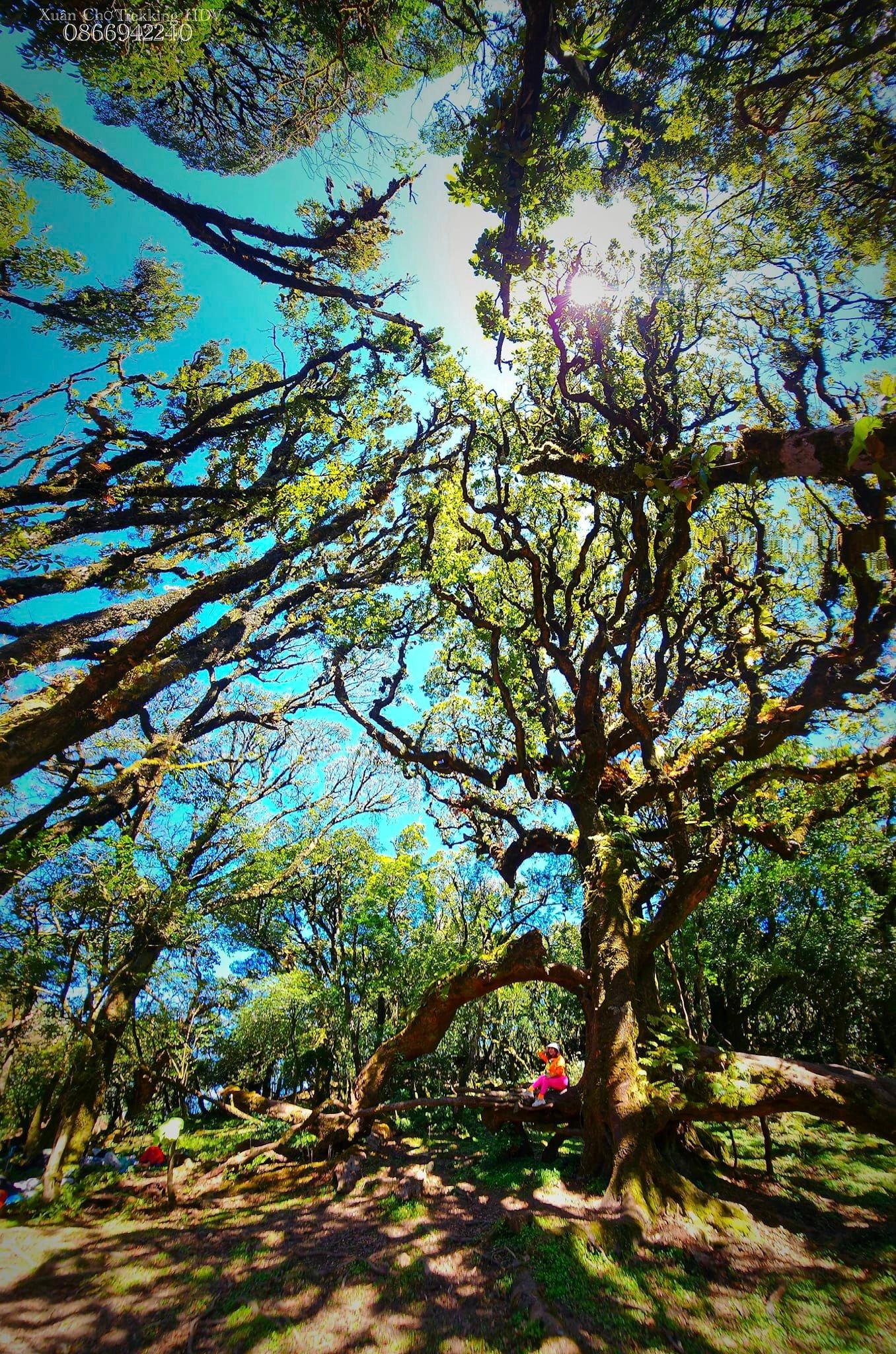 Northern Vietnam Trek from Bac Ha, Ha Giang 5 Day Itinerary